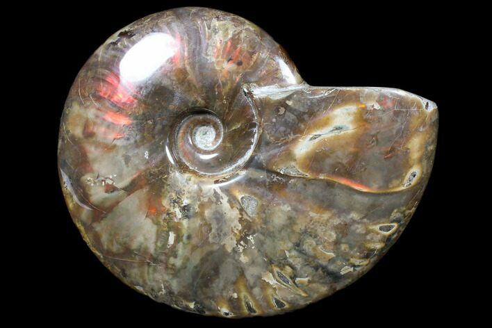 Flashy Red Iridescent Ammonite - Wide #81848